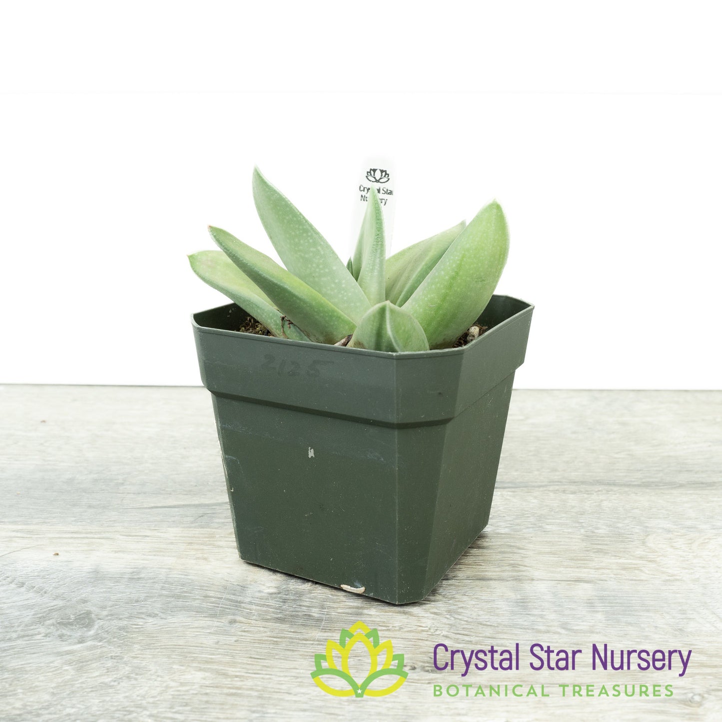 Gasteraloe 'Ghost Ice'