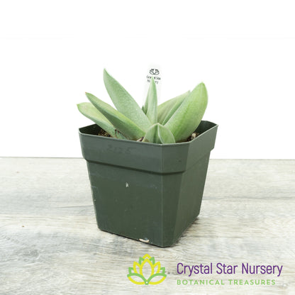 Gasteraloe 'Ghost Ice'