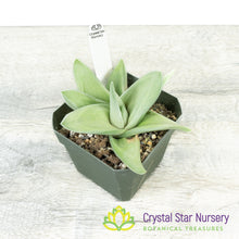 Gasteraloe 'Ghost Ice'