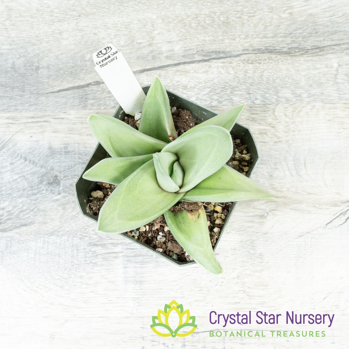 Gasteraloe 'Ghost Ice'