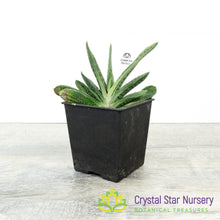 Gasteria 'Little Warty'