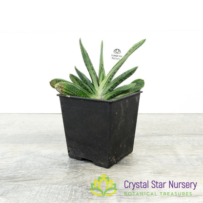 Gasteria 'Little Warty'