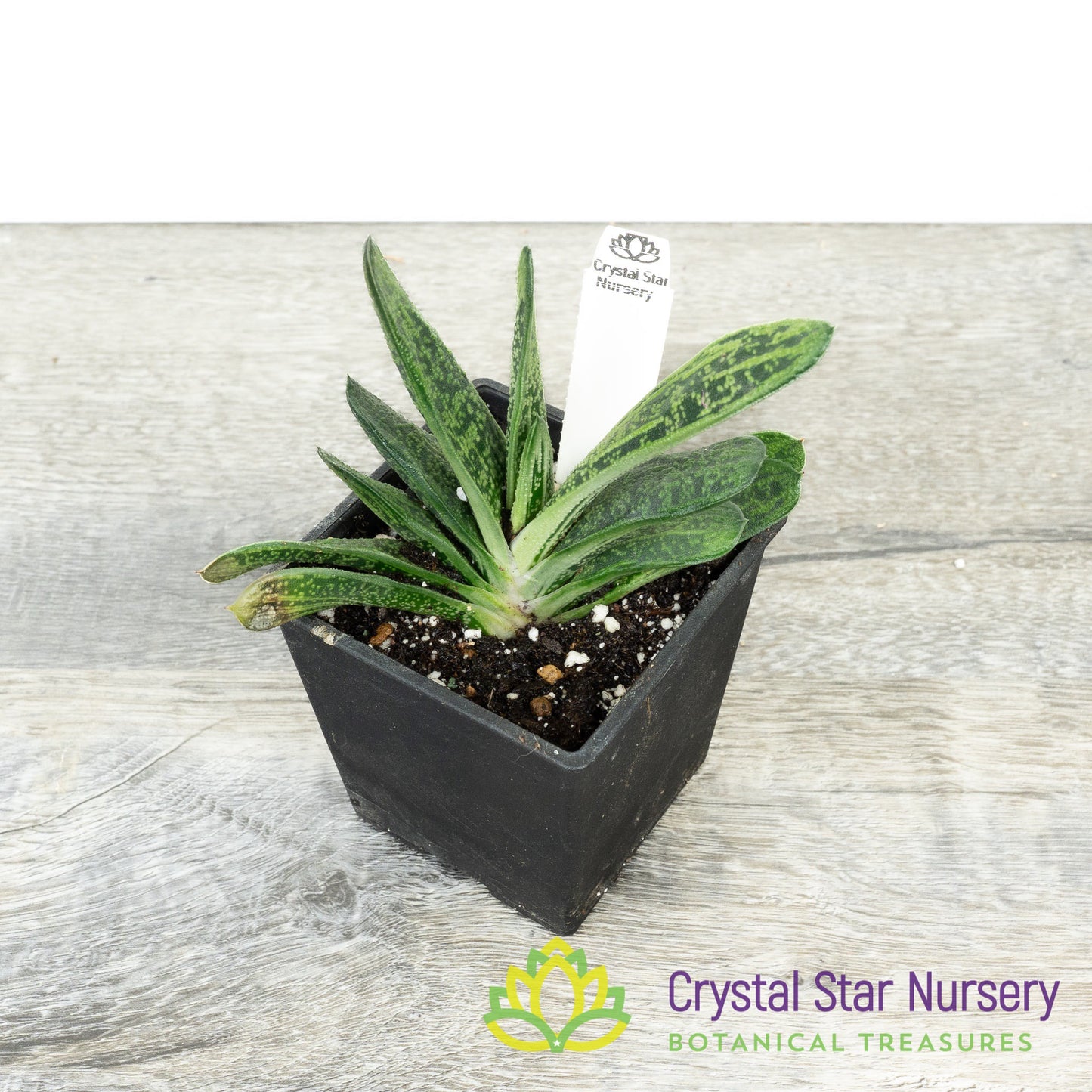 Gasteria 'Little Warty'