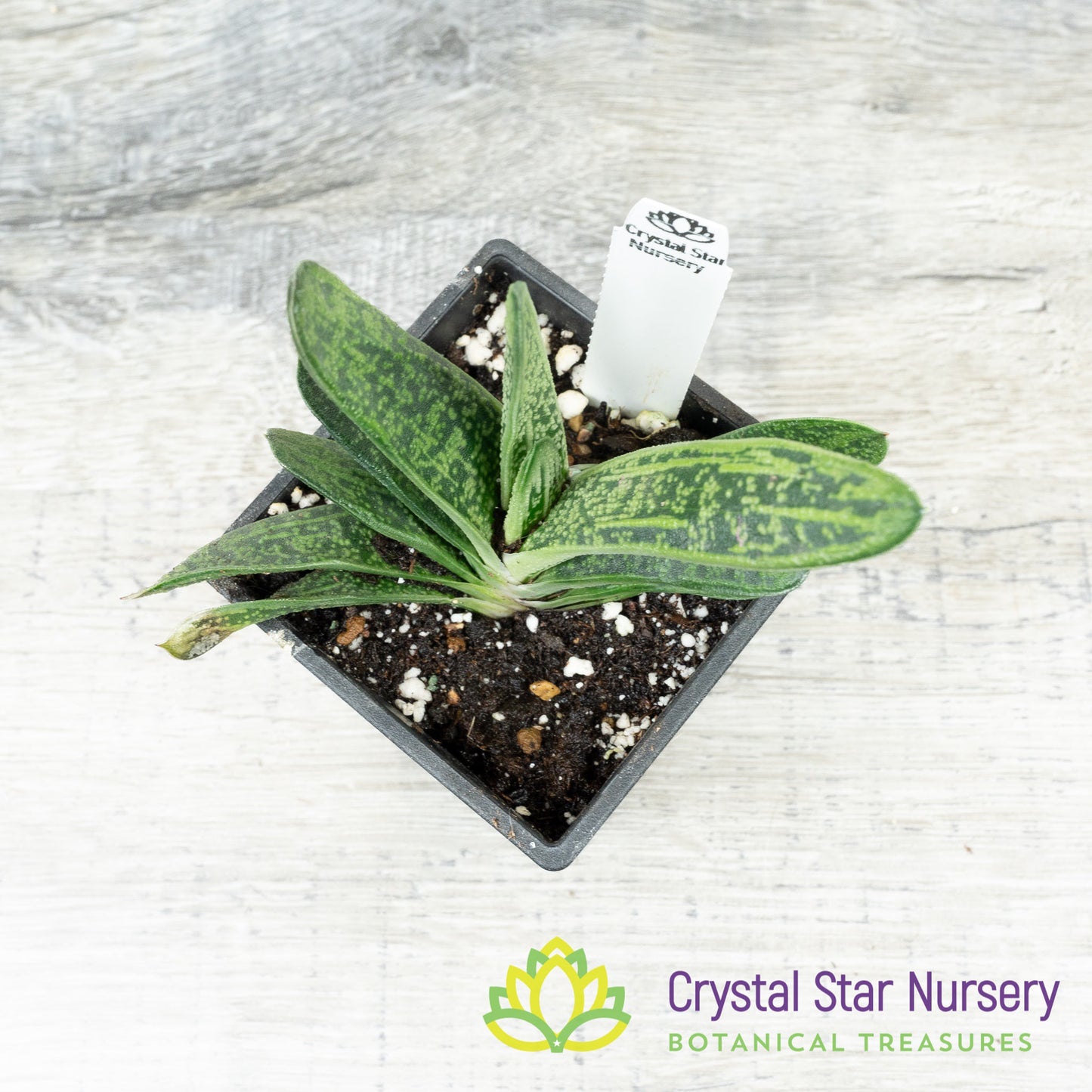 Gasteria 'Little Warty'