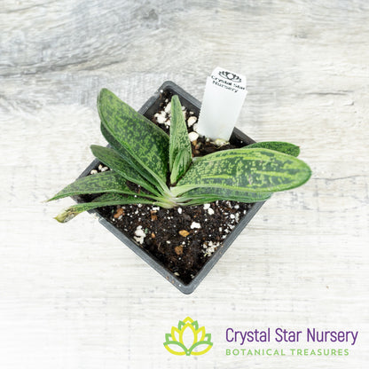Gasteria 'Little Warty'