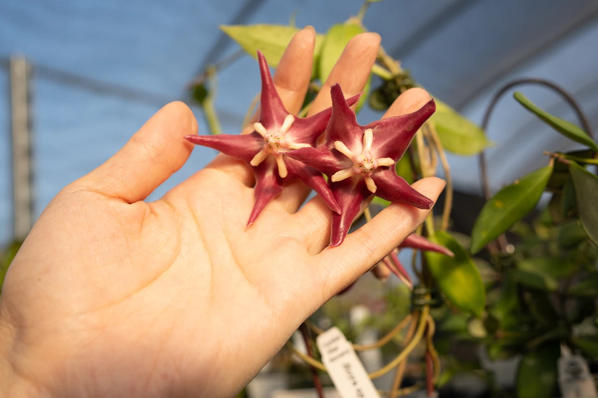 Crystal Star Nursery