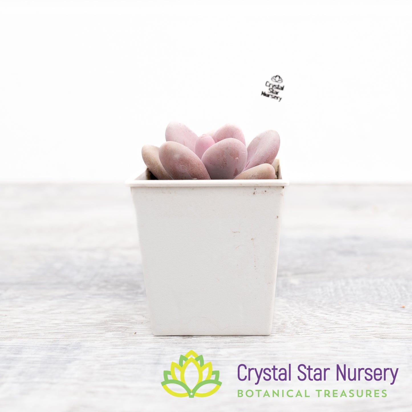 Graptopetalum Amethystinum Lavender Pebbles