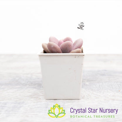 Graptopetalum Amethystinum Lavender Pebbles