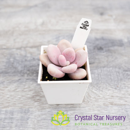 Graptopetalum Amethystinum Lavender Pebbles