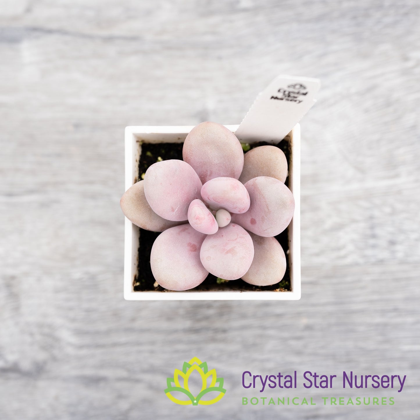 Graptopetalum Amethystinum Lavender Pebbles