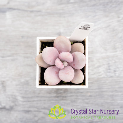 Graptopetalum Amethystinum Lavender Pebbles