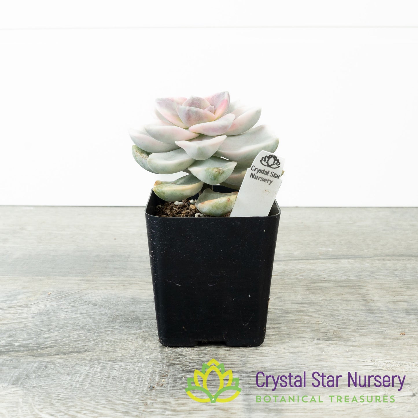 Graptopetalum 'Purple Delight' Variegated