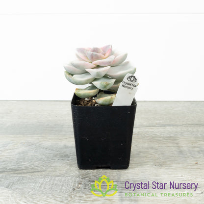 Graptopetalum 'Purple Delight' Variegated