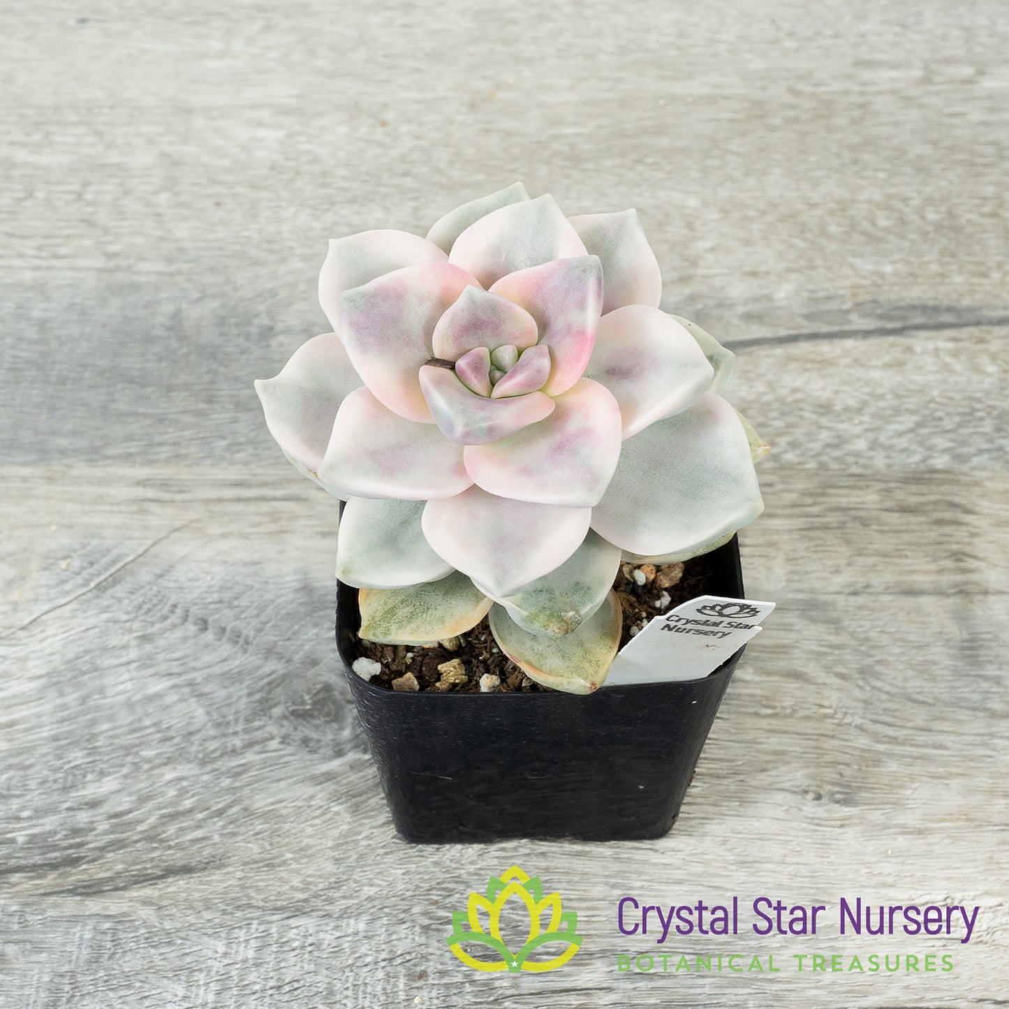Graptopetalum 'Purple Delight' Variegated