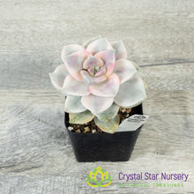 Graptopetalum 'Purple Delight' Variegated