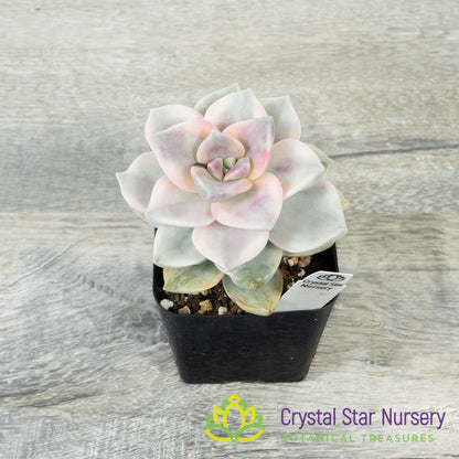 Graptopetalum 'Purple Delight' Variegated