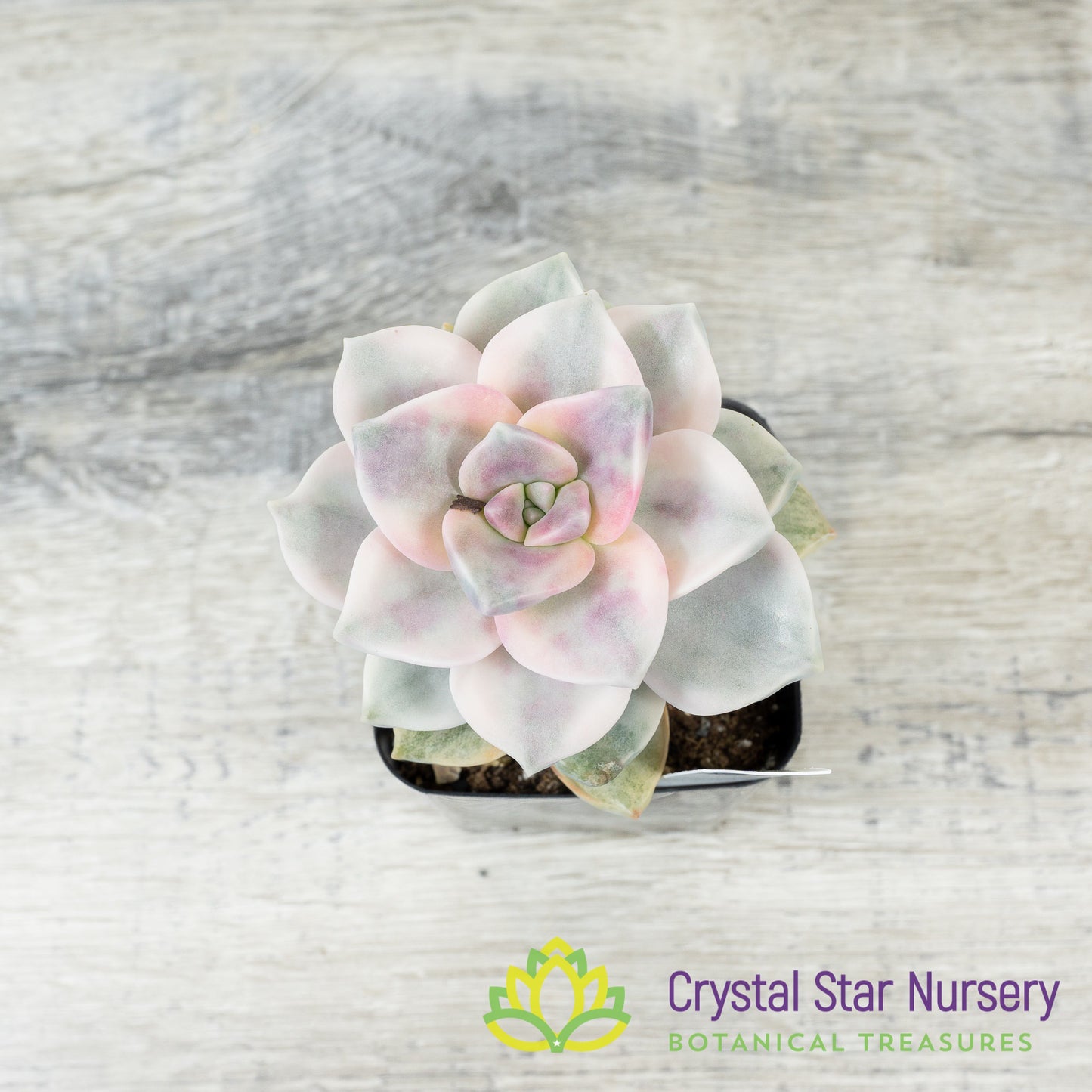 Graptopetalum 'Purple Delight' Variegated