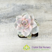 Graptopetalum 'Purple Delight' Variegated