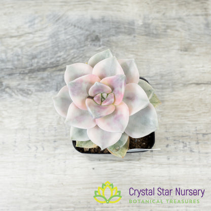 Graptopetalum 'Purple Delight' Variegated