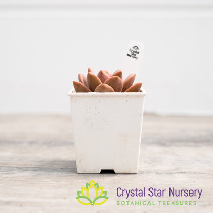 Graptosedum 'Bronze'