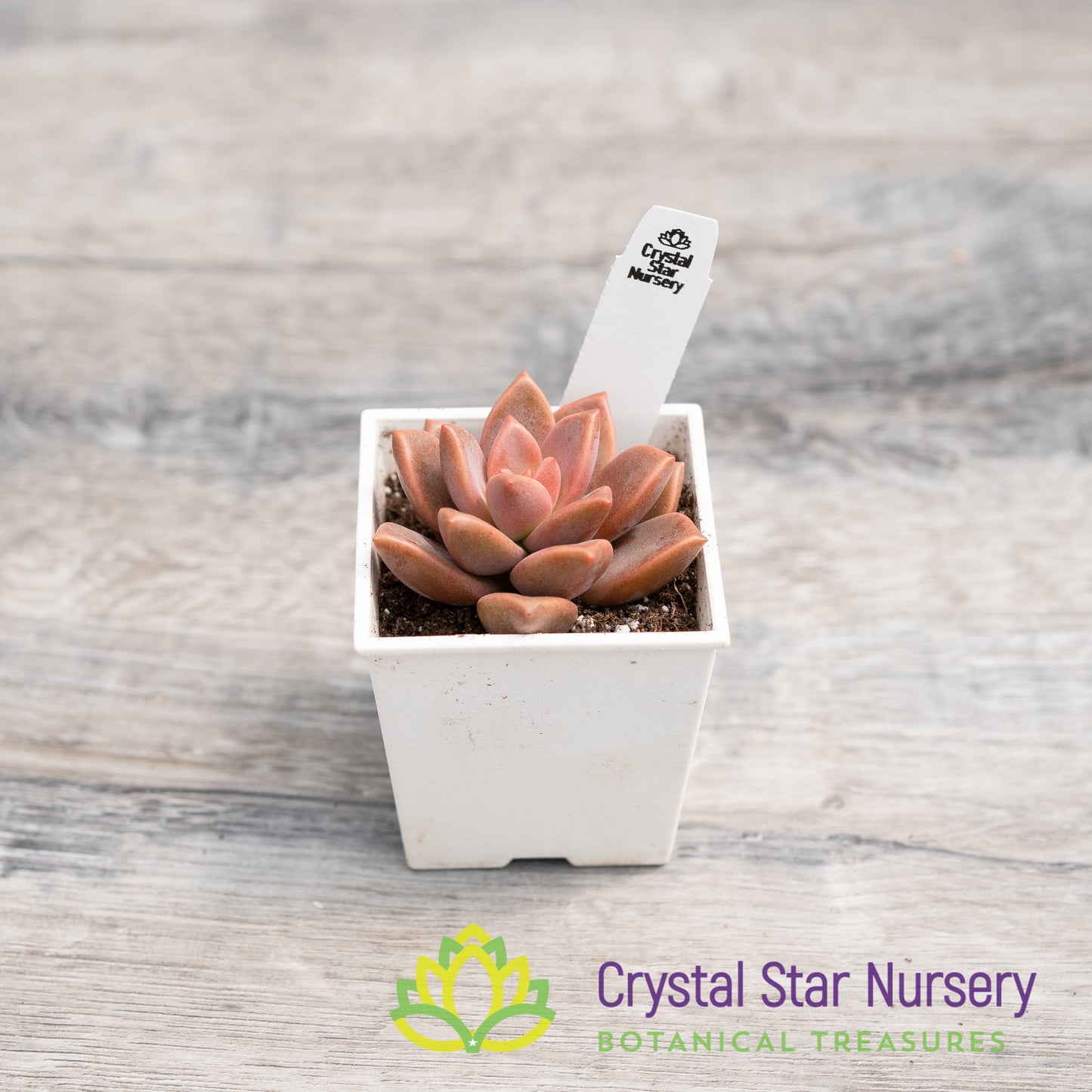 Graptosedum 'Bronze'