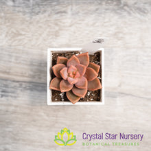 Graptosedum 'Bronze'
