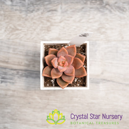 Graptosedum 'Bronze'