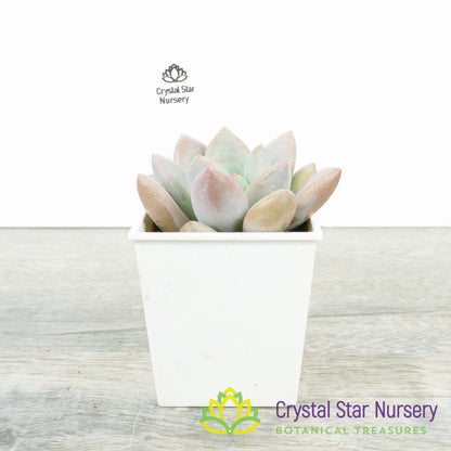 Graptoveria 'Opalina'