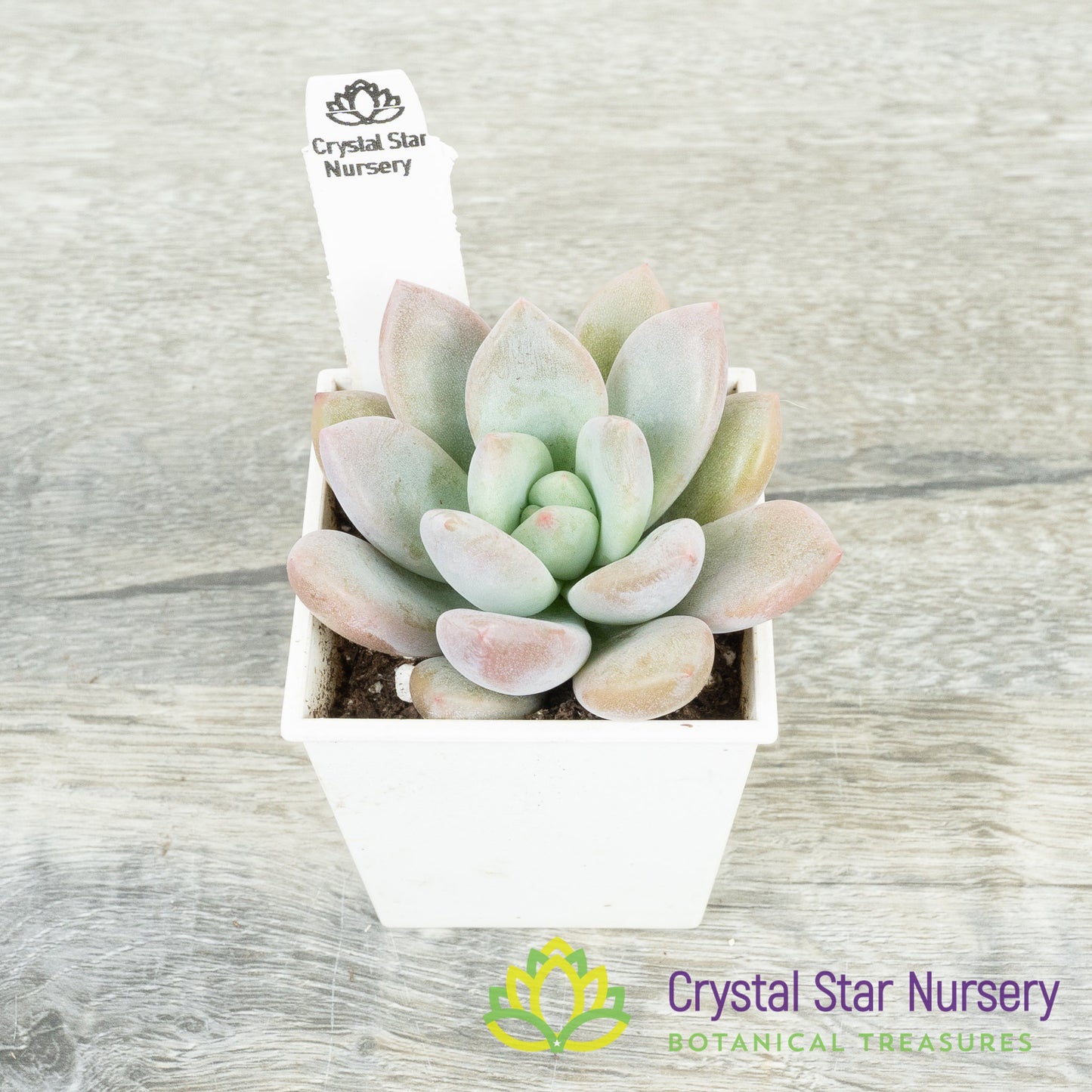 Graptoveria 'Opalina'