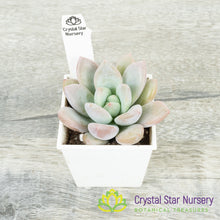 Graptoveria 'Opalina'