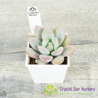 Graptoveria 'Opalina'
