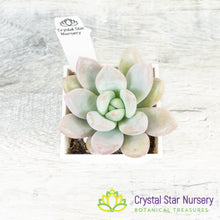 Graptoveria 'Opalina'