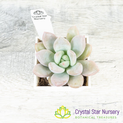 Graptoveria 'Opalina'