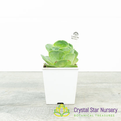 Greenovia NOID (G01)