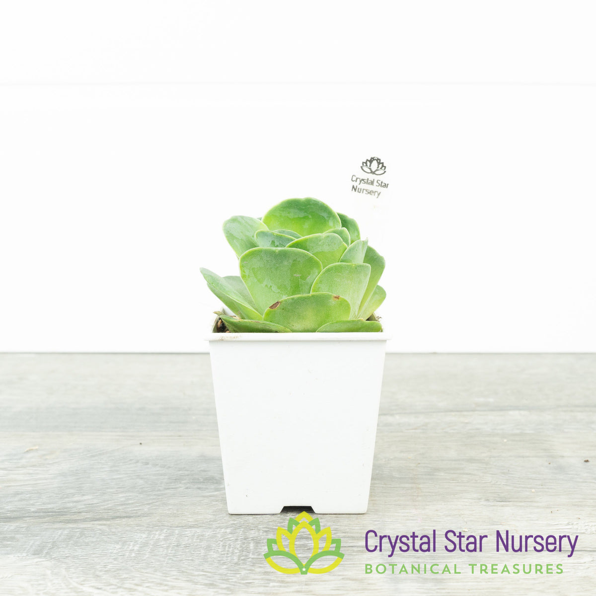Greenovia NOID (G01)