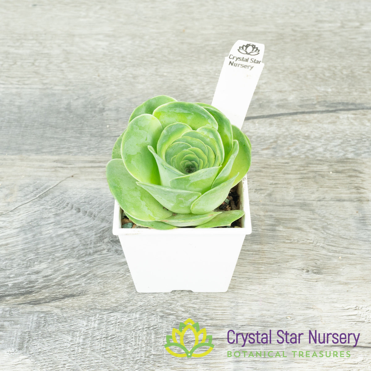 Greenovia NOID (G01)
