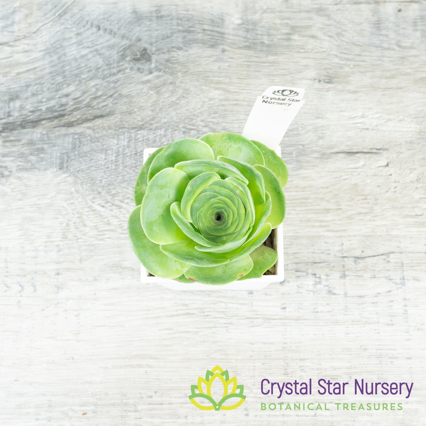 Greenovia NOID (G01)