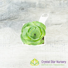 Greenovia NOID (G01)