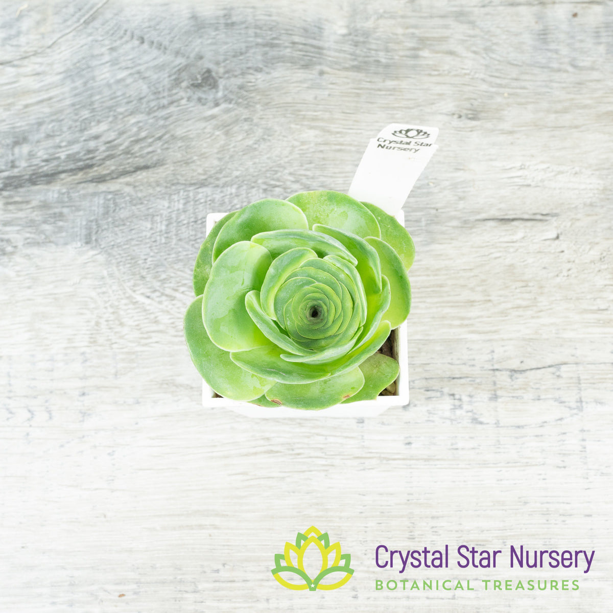 Greenovia NOID (G01)