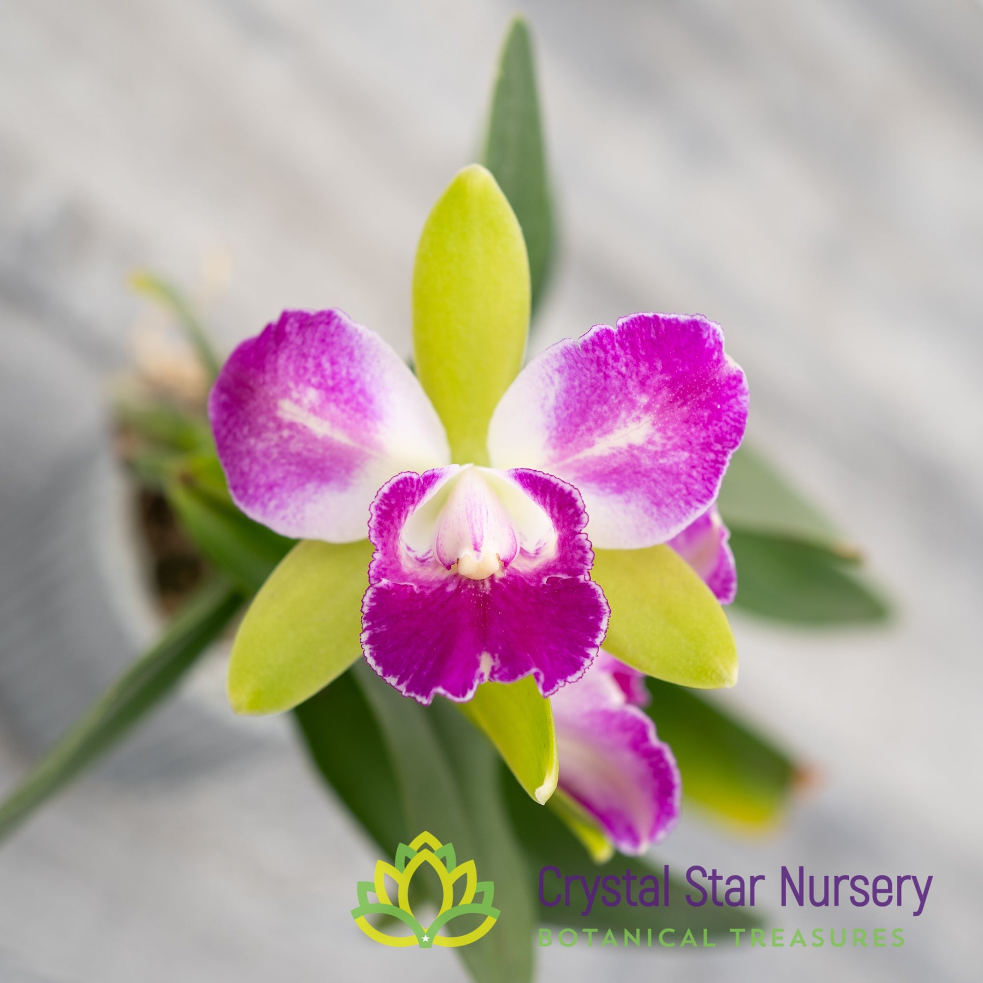 Rlc. Village Chief North 'Green Genius' (174) Crystal Star Nursery