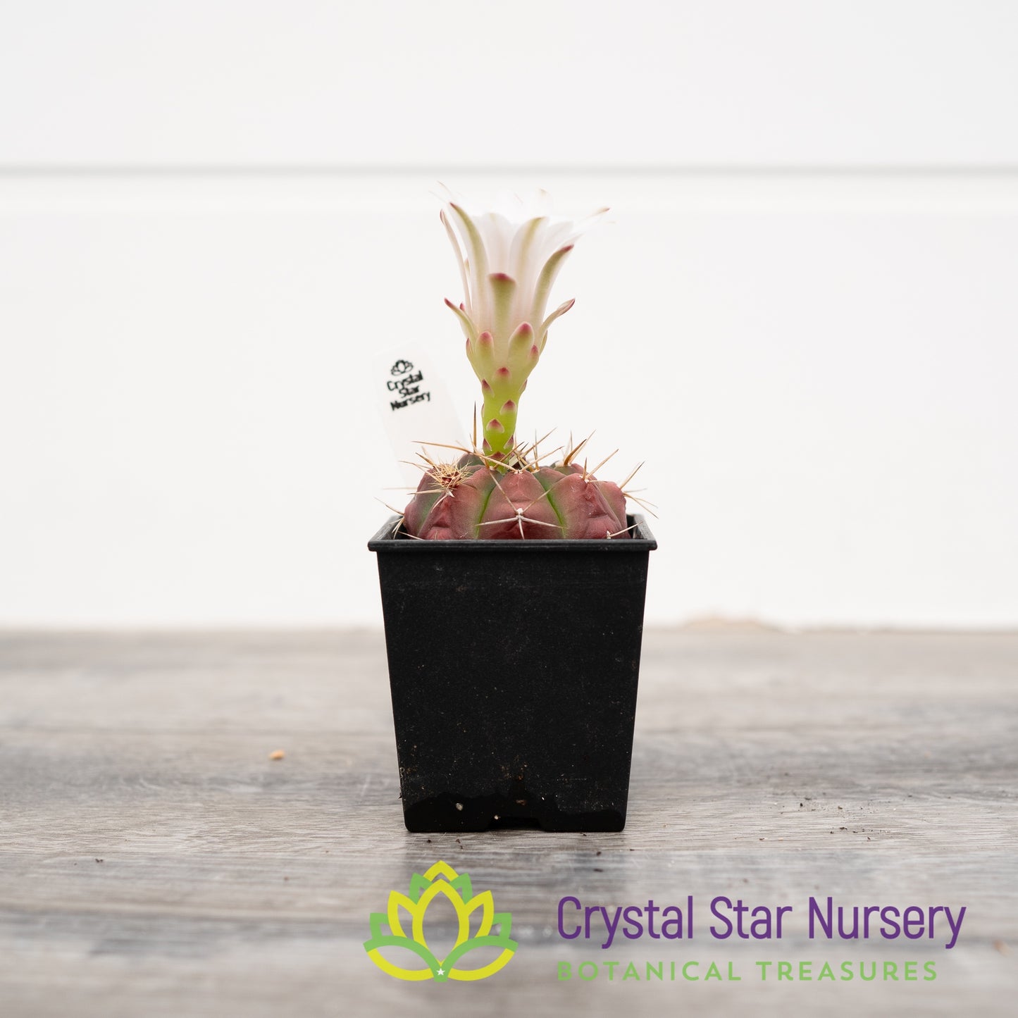 Gymnocalycium damsii