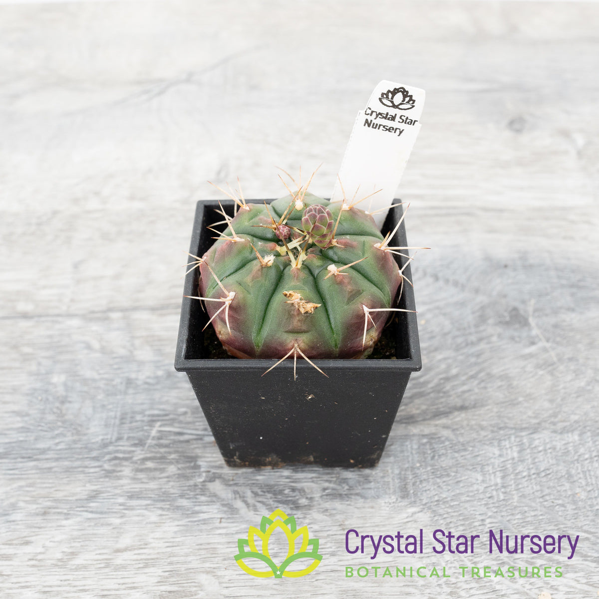 Gymnocalycium damsii