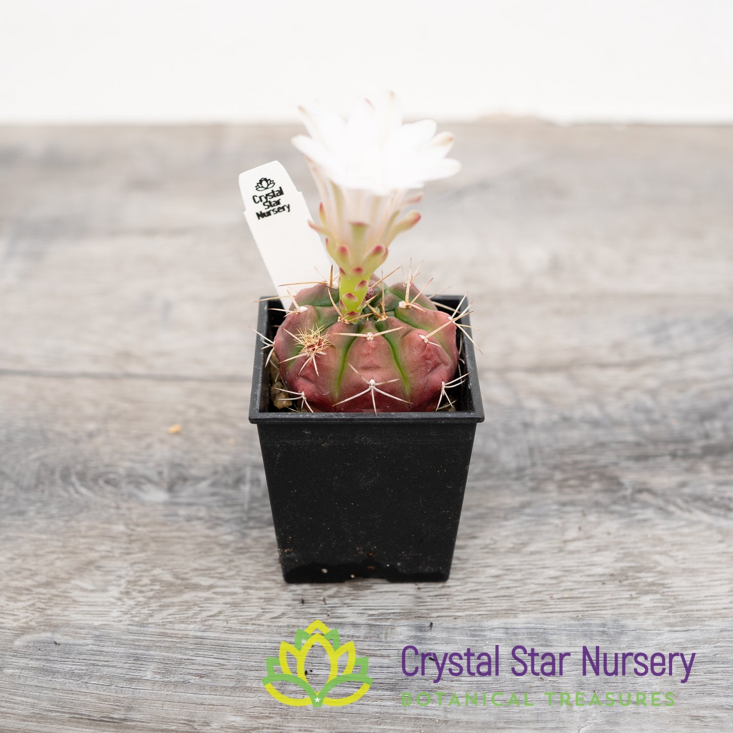 Gymnocalycium damsii