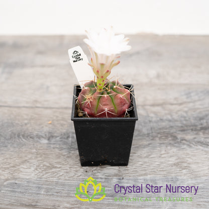 Gymnocalycium damsii
