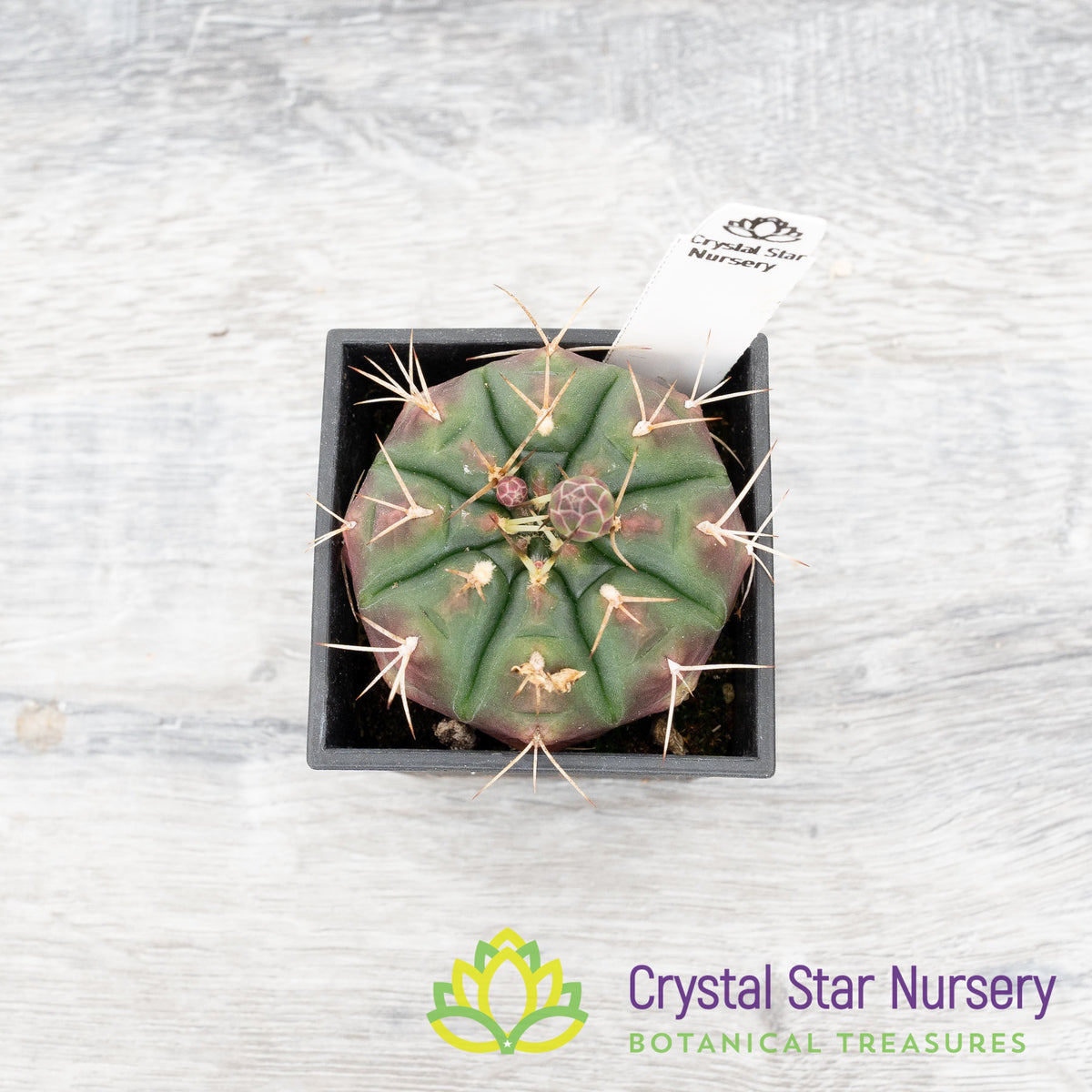 Gymnocalycium damsii