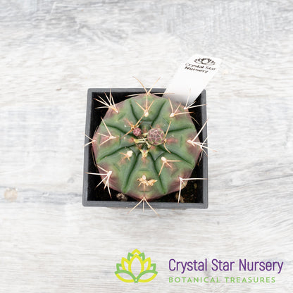 Gymnocalycium damsii