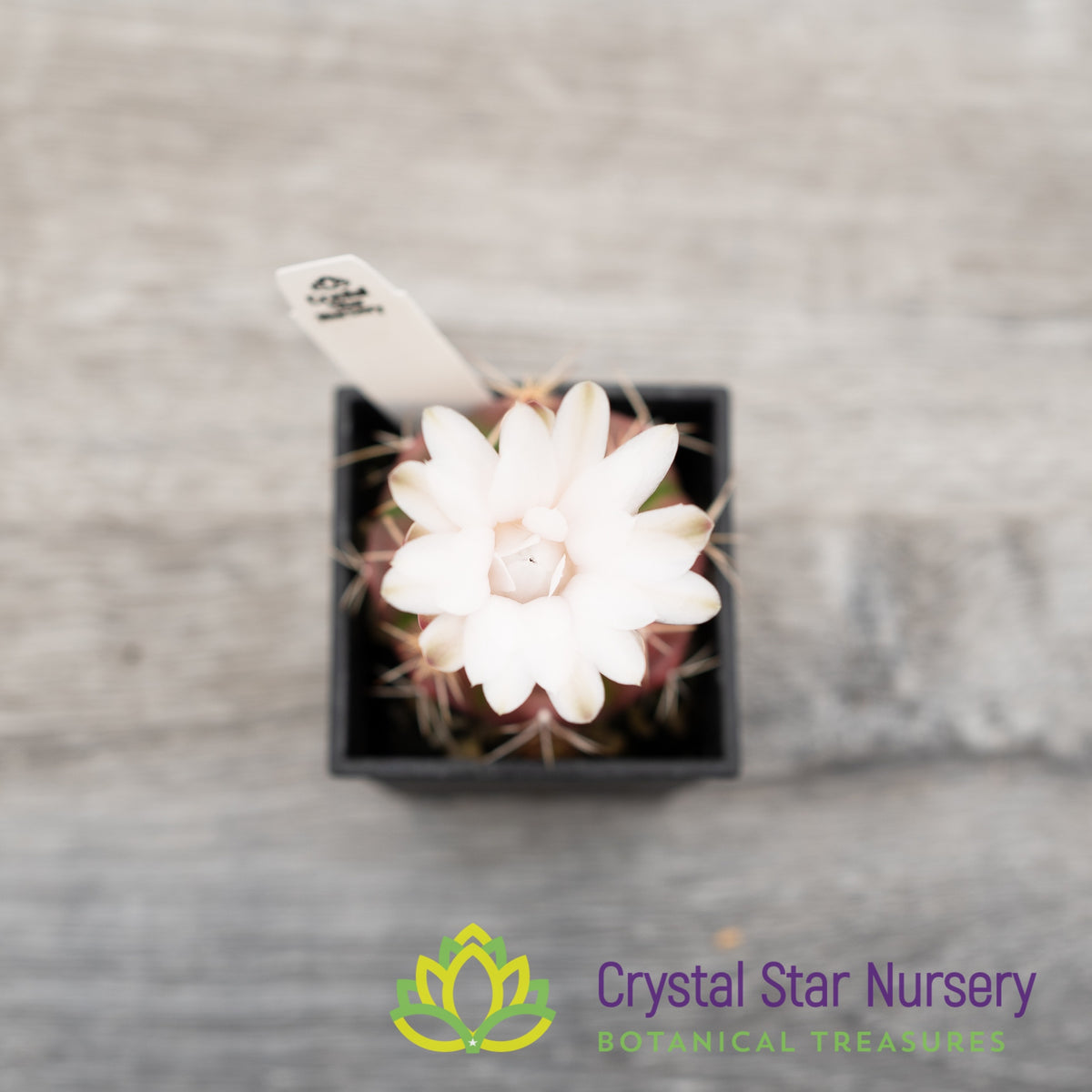 Gymnocalycium damsii