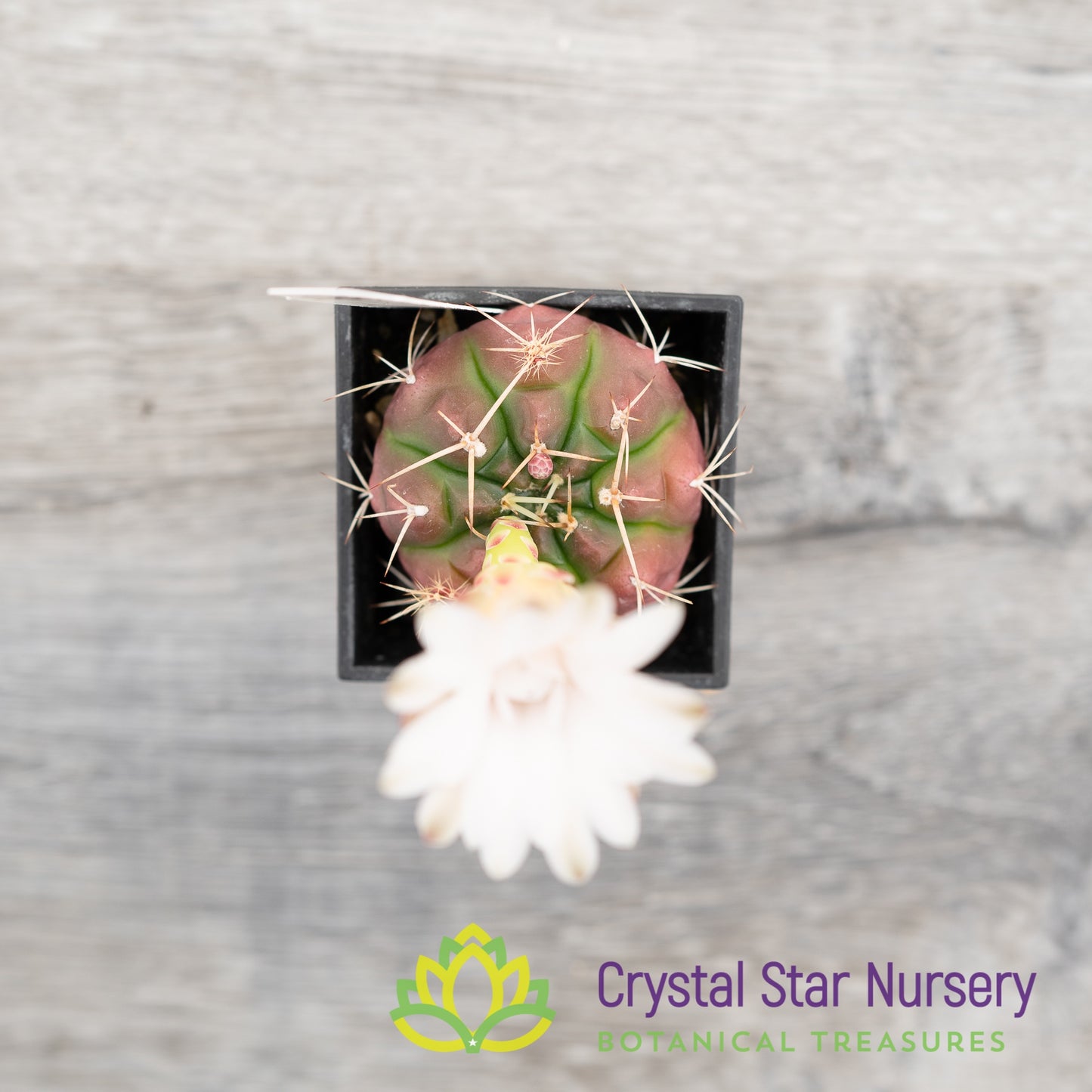 Gymnocalycium damsii