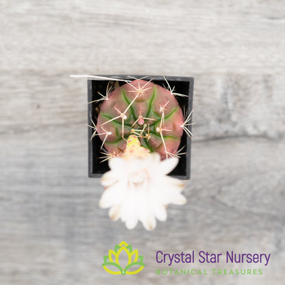Gymnocalycium damsii
