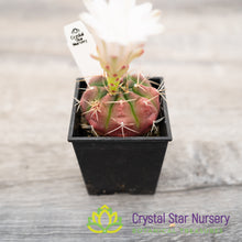Gymnocalycium damsii